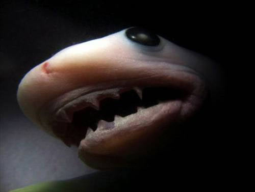 Hayvanların en masum halleri - Resim: 4