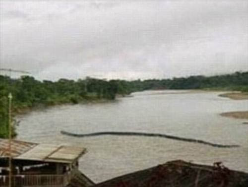 İnek yutan dev yılan! - Resim: 2