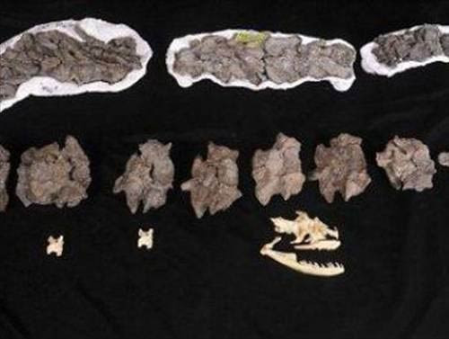 İnek yutan dev yılan! - Resim: 4