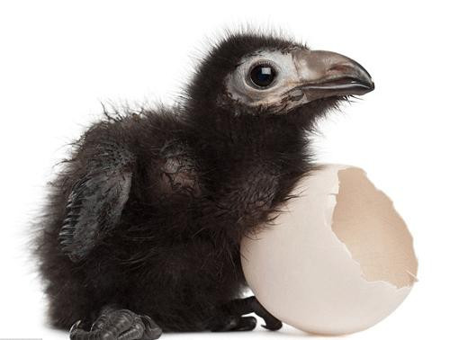 Yumurtadan çıkmış, kabuğunu beğenmiş - Resim: 2