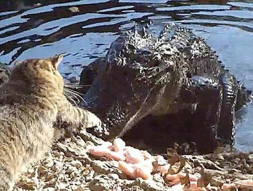 Kedi timsahı rezil etti - Resim: 4