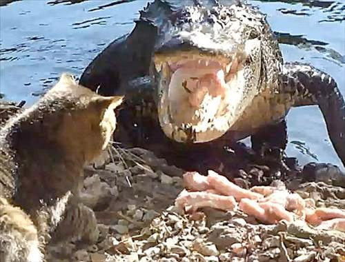 Kedi timsahı rezil etti - Resim: 3