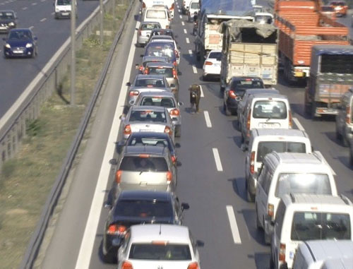 Kurbanlık boğa E-5’i birbirine kattı - Resim: 1