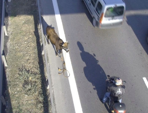 Kurbanlık boğa E-5’i birbirine kattı - Resim: 2