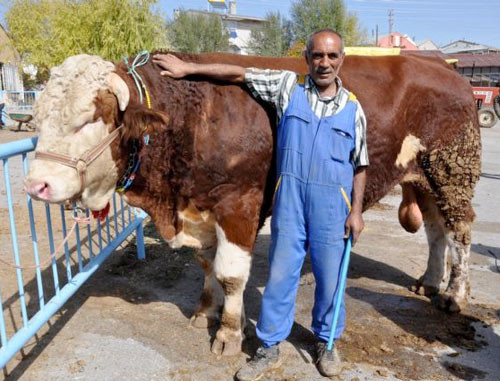 Kurban pazarının gözdesi! - Resim: 1