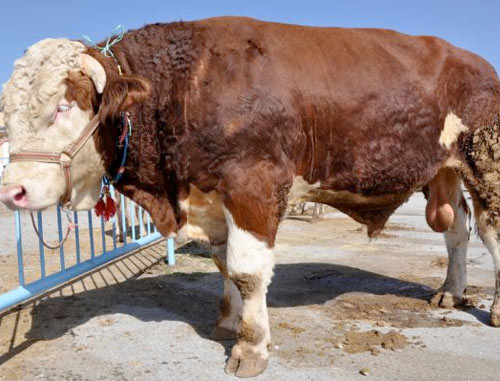 Kurban pazarının gözdesi! - Resim: 4