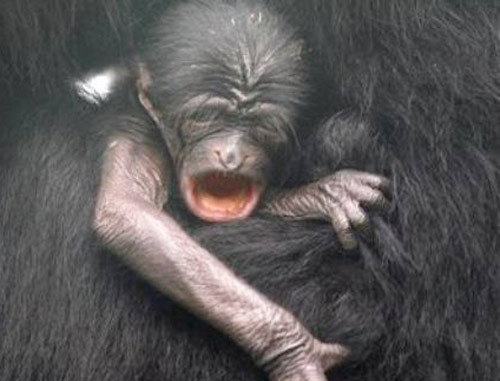 Dünyanın en çok tıklanan fotoğrafları! - Resim: 2