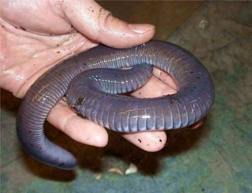 Korkudan kimse yaklaşamadı! - Resim: 3