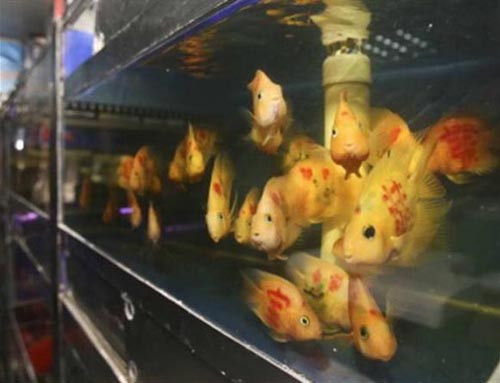 Balıklara dövme yaptılar - Resim: 4