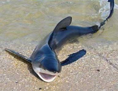 Köpekbalığı kumsala çıktı! - Resim: 2