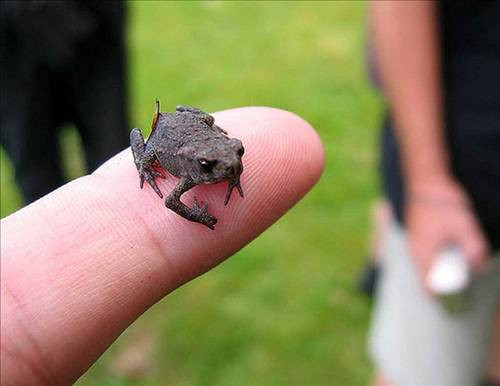 Bu hayvanlar sanki cüceler ülkesinde yaşıyor - Resim: 1