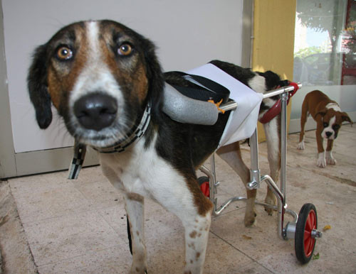 Bu köpeğe hayat verdi! - Resim: 4