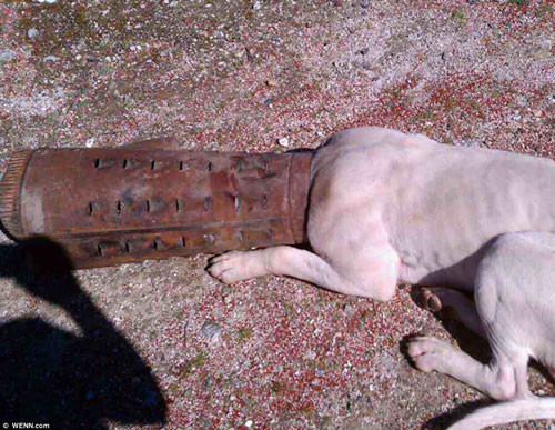 Her işe burnunu sokan hayvanlar - Resim: 2