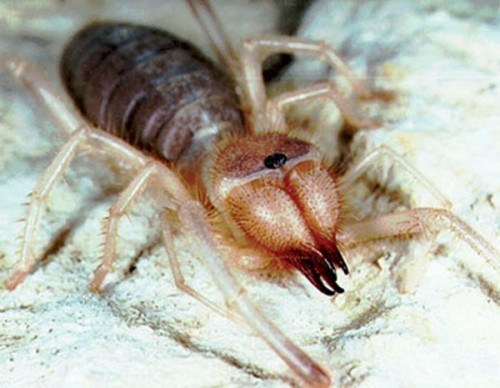 Bu örümceği gördüğünüzde kaçın! Et yiyor - Resim: 4