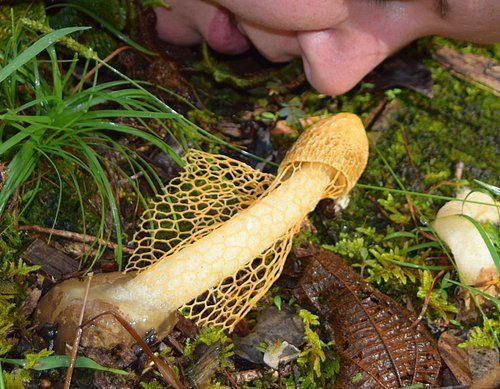 Bu mantarı koklayan kadın kendinden geçiyor! - Resim: 3