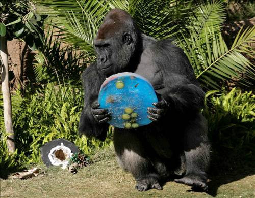 İnternetin rekor kıran kareleri - Resim: 2