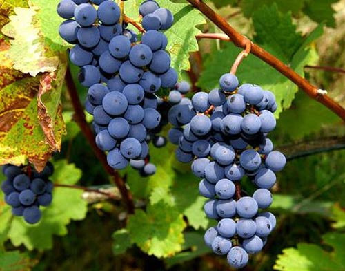 Kansere karşı en güçlü 20 gıda - Resim: 3