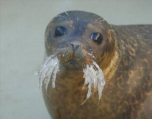 Bu hayvanlara çok güleceksiniz! - Resim: 2