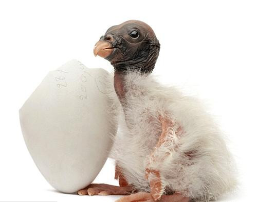 Yumurtadan çıkmış, kabuğunu beğenmiş - Resim: 4