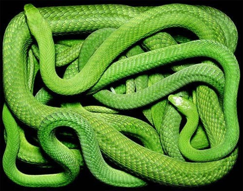 Yılanların akıl almaz fotoğrafları - Resim: 4