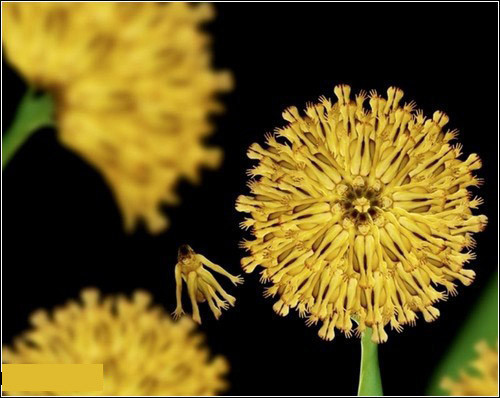 Çıplak bedenler çiçek oldu - Resim: 4