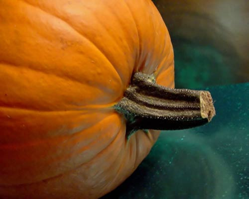 Bu yiyecekler zayıflatıyor - Resim: 3