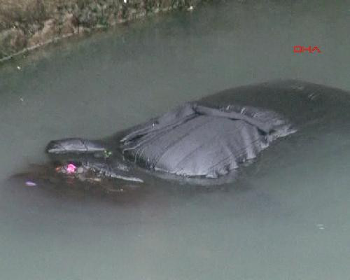 Denizin üzerinde ceset şoku! - Resim: 3