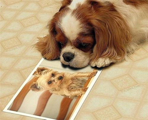 Gülmekten katılacağınız kareler! - Resim: 4