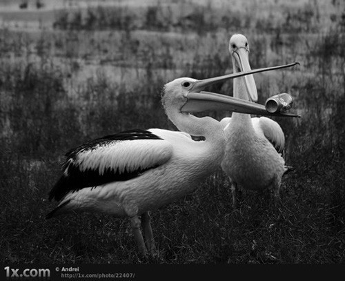 İnternetin en çılgın fotoğrafları - Resim: 4