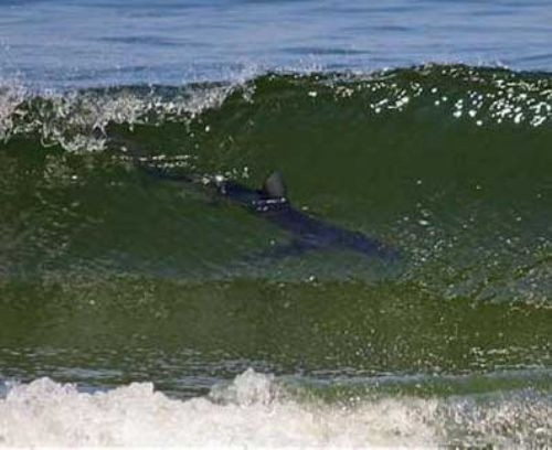 Köpekbalığı kumsala çıktı! - Resim: 4