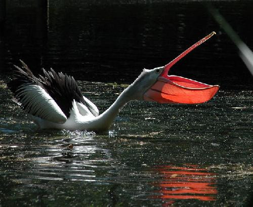 Seçilmiş fotoğraflar - Resim: 4