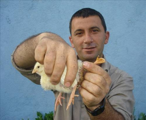 Bu civcivin kuyruğunda eli var! - Resim: 3