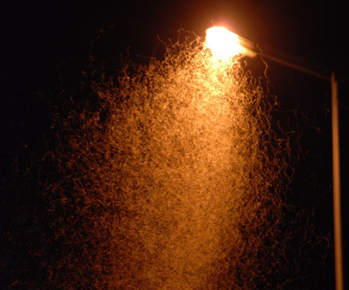 Kelebeklerin ölüm dansı - Resim: 1