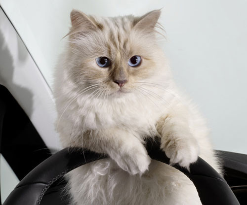 Dünyanın en zengin hayvanları - Resim: 2