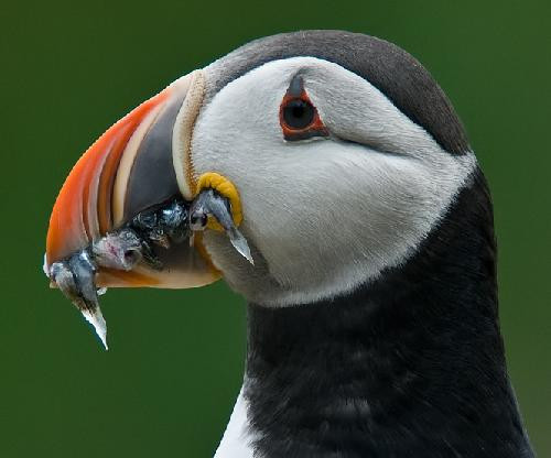 Doğanın mankenleri - Resim: 2