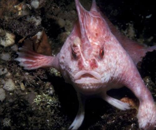 2010'un en garip hayvanları! - Resim: 1