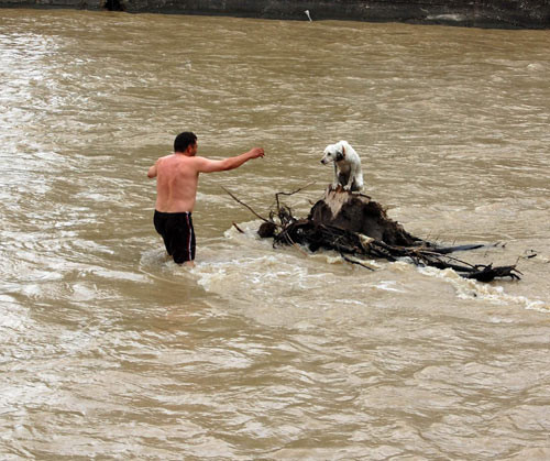 Sele kapılan köpeği böyle kurtardı - Resim: 1