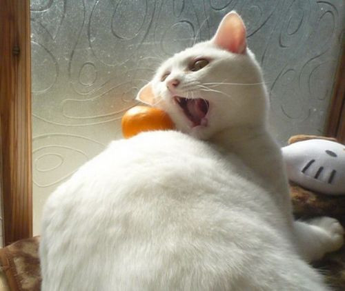 Günün en ilginçleri kareleri - Resim: 1