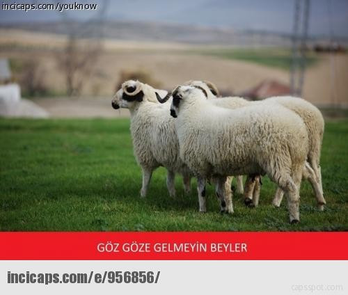 En komik kurban bayramı capsleri krize gireceksiniz - Resim: 4