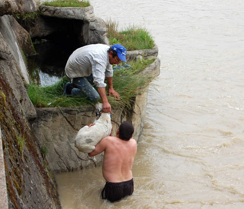Sele kapılan köpeği böyle kurtardı - Resim: 4