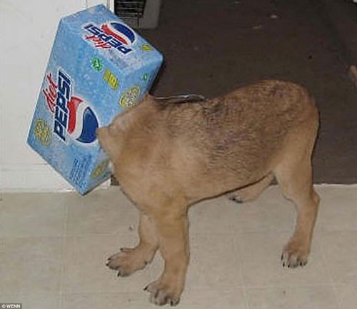 Her işe burnunu sokan hayvanlar - Resim: 4