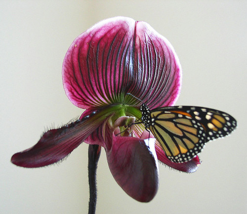 Bu çiçeği toplamak yasak! - Resim: 4