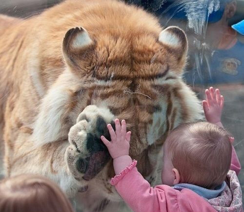 Bu fotoğrafların zamanlaması mükemmel - Resim: 1