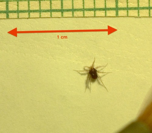 En hızlı kara canlısı bulundu - Resim: 1