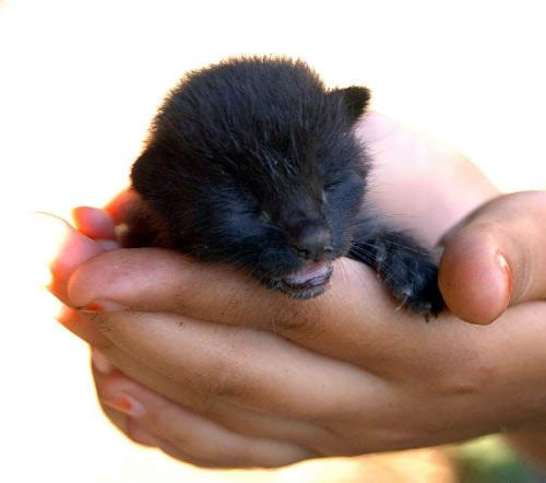 Kedi mi köpek mi? - Resim: 2