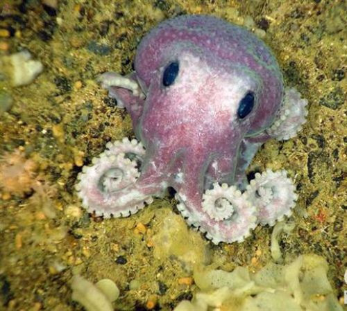 2010'un en garip hayvanları! - Resim: 4