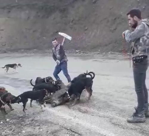 Avcılar vurarak yaraladıkları yavru domuzu köpeklere parçalattı - Resim: 0