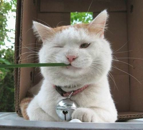 İnternette tıklanma rekoru kıran kareler - Resim: 1