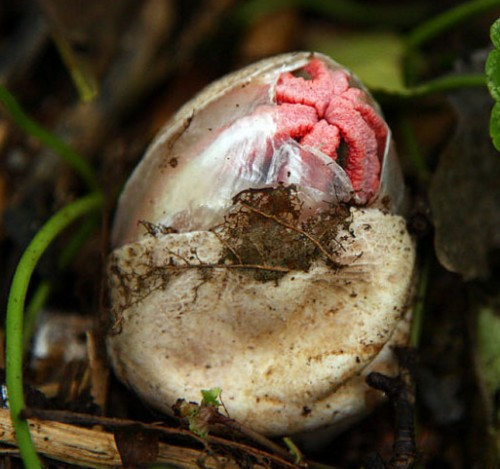 Ne olduğunu tahmin bile edemezsiniz! - Resim: 2