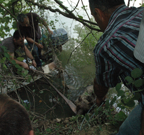 Sakarya'da ayı kurtarma operasyonu - Resim: 2